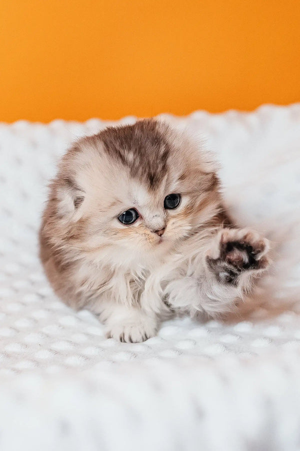 Fluffy Romi, the Scottish Fold Longhair Kitten, reaching out with an adorable paw
