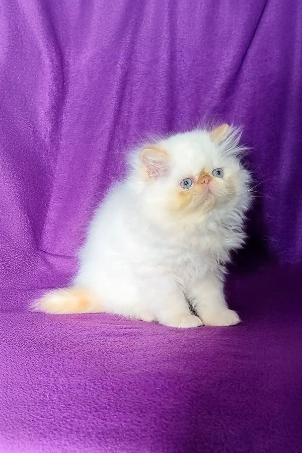 Fluffy white Persian kitten named Ron ready to be your new furry friend
