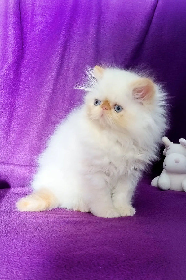 Cute fluffy white Persian kitten named Ron, perfect for your furry friend collection