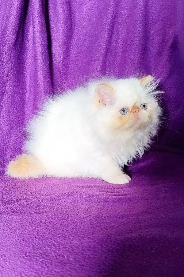 Fluffy white Persian kitten named Ron looking adorable and playful