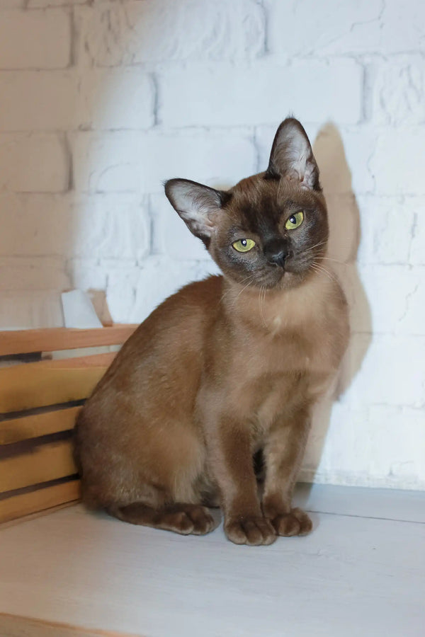 Adorable Brown Burmese cat named Rona from the Burmese Kitten collection