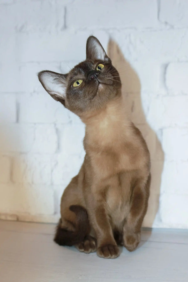 Cute Brown Burmese cat for sale in the Rona Burmese Kitten product line