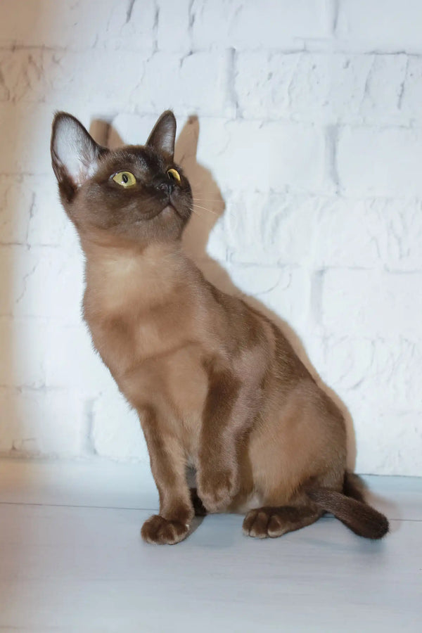 Cute Brown Burmese cat from the Rona Burmese Kitten collection for pet lovers