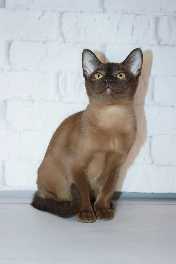 Cute Brown Burmese cat featured in the Rona Burmese Kitten product