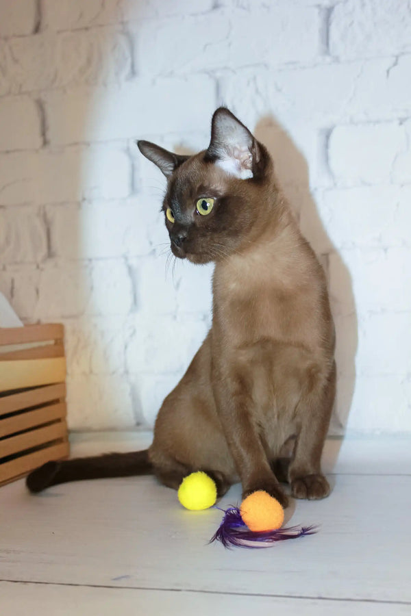 Cute brown Burmese kitten named Rona with striking yellow eyes