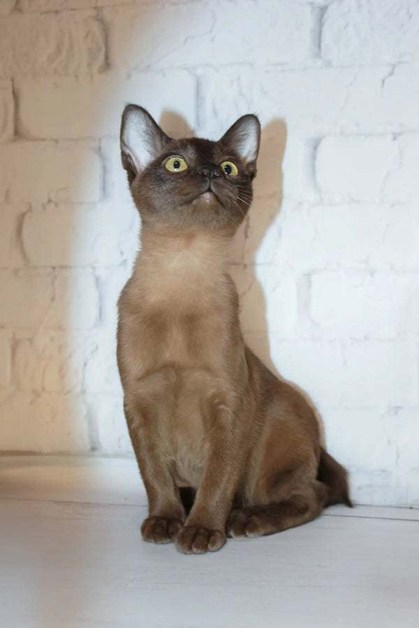 Chocolate brown Burmese cat Rona from Burmese Kitten collection
