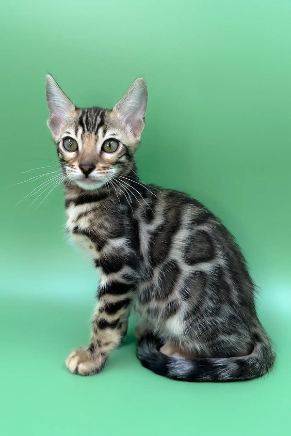Ronaldo | bengal kitten