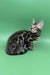 Ronaldo | bengal kitten