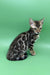 Ronaldo | bengal kitten