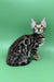 Ronaldo | bengal kitten