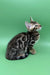 Ronaldo | bengal kitten