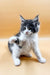 Fluffy black and white Maine Coon kitten with big ears and one paw raised