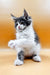 Playful Ronaldo, the Maine Coon kitten, showing off his cute black and white fur