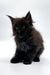 Fluffy black Maine Coon kitten with bright eyes sitting upright, super adorable!