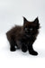 Fluffy black Maine Coon kitten Ronaldo with bright eyes and pointed ears