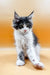 Fluffy gray and white Maine Coon kitten with bright eyes and cute pointed ears