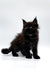 Fluffy black Maine Coon kitten Ronaldo with pointed ears and bright eyes