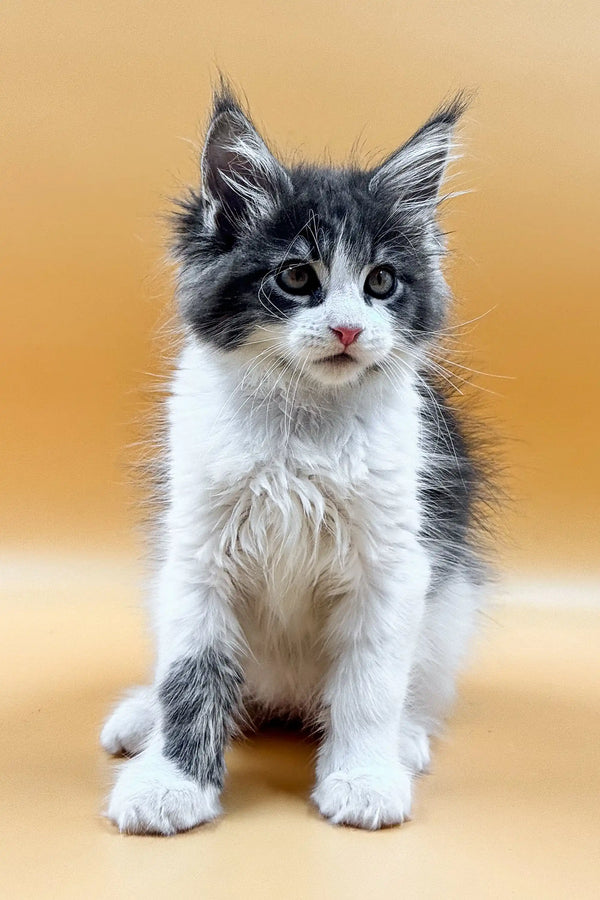 Fluffy gray and white Maine Coon kitten Ronaldo with pointed ears and big eyes