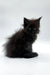 Fluffy black Maine Coon kitten with bright eyes sitting upright, looking adorable