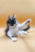 Playful Maine Coon kitten stretching out its paw in adorable black and white