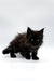 Fluffy black Maine Coon kitten Ronaldo with bright eyes on white surface