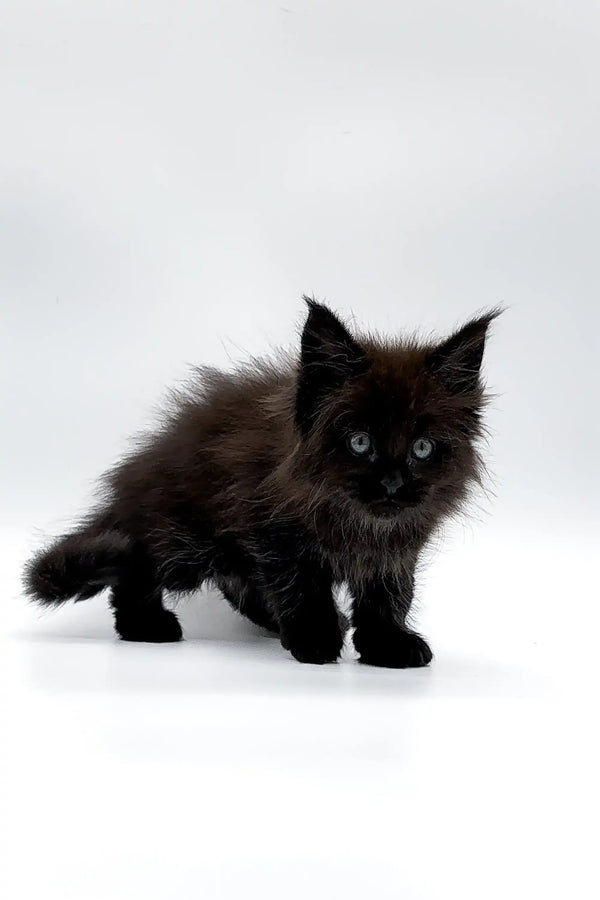 Fluffy black Maine Coon kitten Ronaldo with bright eyes on white surface