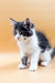 Fluffy black and white Maine Coon kitten sitting attentively, named Ronaldo