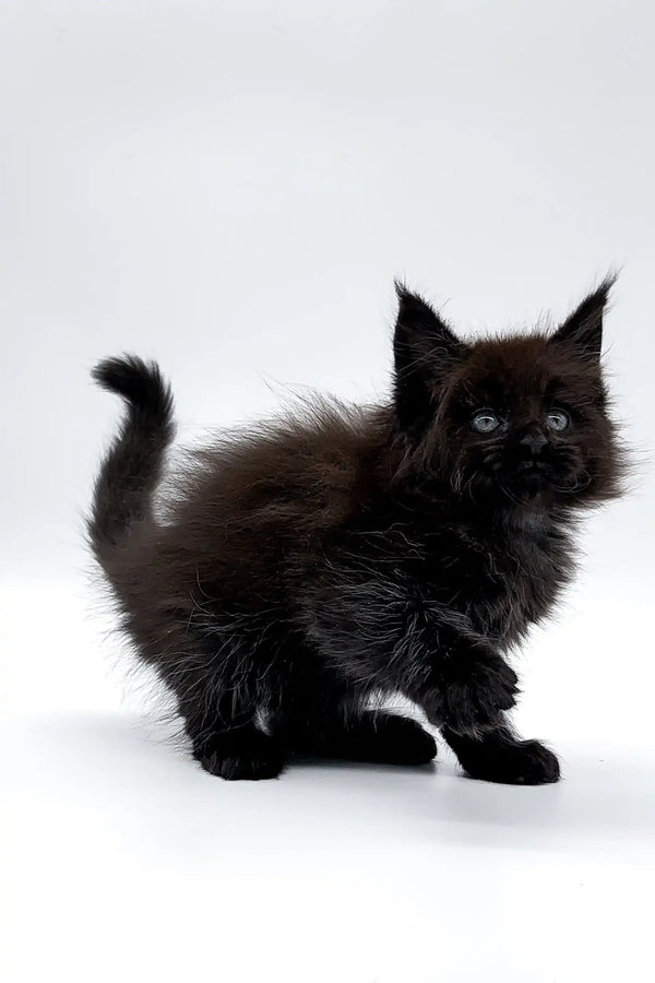 Fluffy black Maine Coon kitten Ronaldo with bright eyes and a curled tail