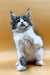 Fluffy gray and white Maine Coon kitten sitting up with a paw raised, super cute!