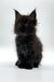 Fluffy black Maine Coon kitten with pointed ears sitting upright, super adorable!