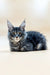 Gray Tabby Maine Coon Kitten Rony with ear tufts and alert look, super cute!