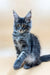 Gray and white Maine Coon kitten with ear tufts and an alert expression, Rony