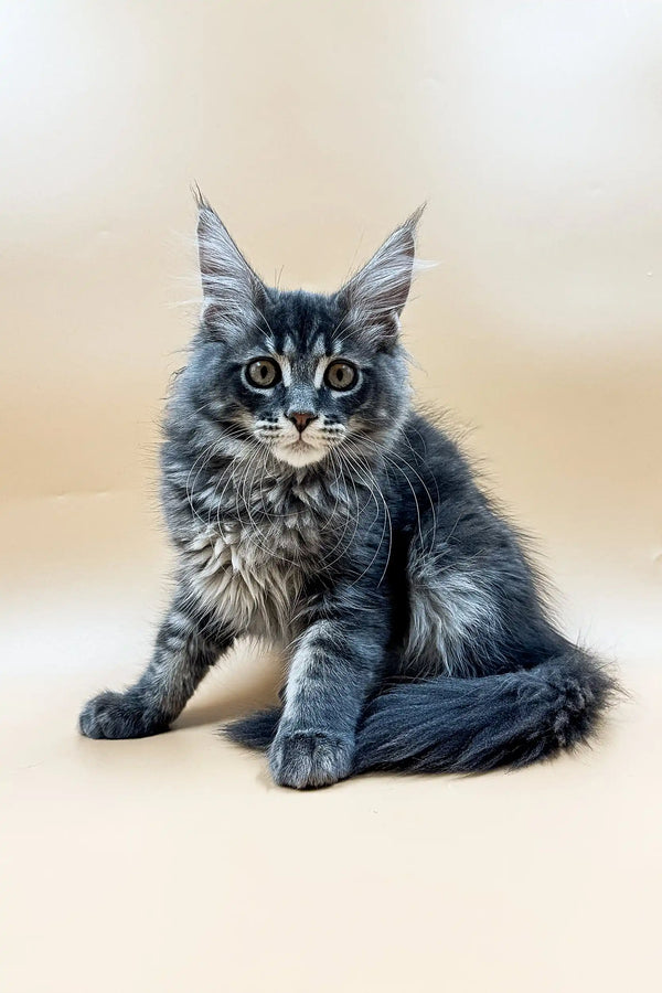 Adorable Gray and Silver Tabby Maine Coon Kitten with Fluffy Coat and Ear Tufts