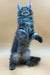 Fluffy gray Maine Coon kitten stands on hind legs with one paw raised