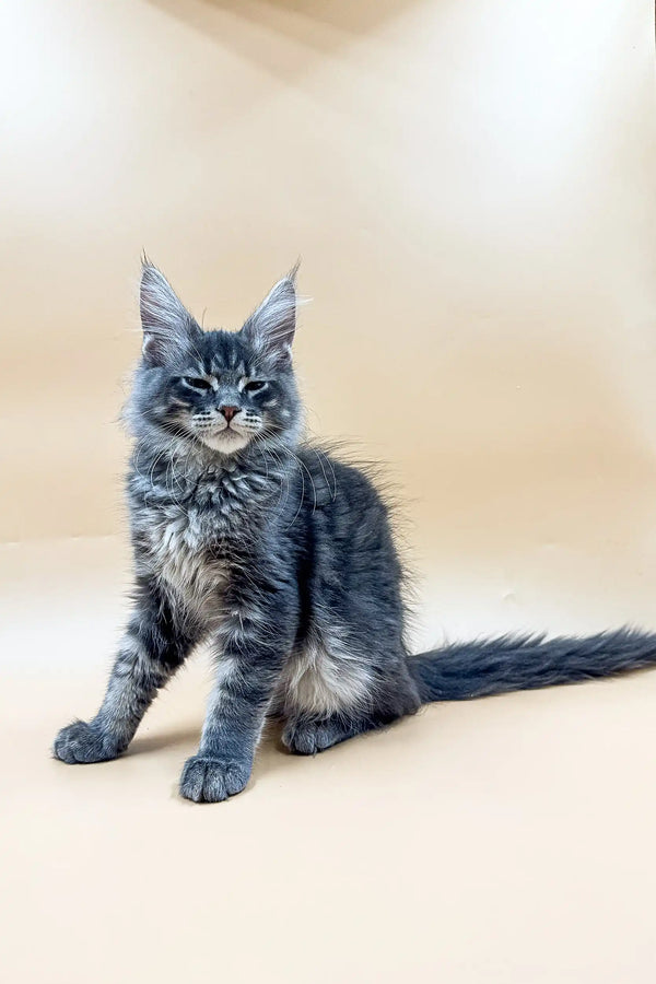 Gray Maine Coon kitten Rony with ear tufts and fluffy coat, perfect Coon kitten