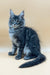 Gray Maine Coon kitten Rony with fluffy fur and blue eyes, perfect coon kitten companion