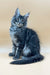 Maine Coon kitten Rony with blue-gray fur and alert expression ready for a new home