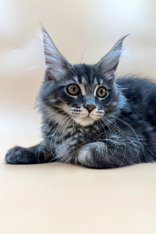 Gray Maine Coon kitten named Rony with fluffy fur and amber eyes looking adorable