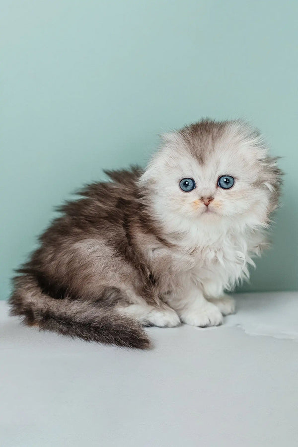 Fluffy Rosa the Scottish Fold Longhair Kitten with stunning blue eyes