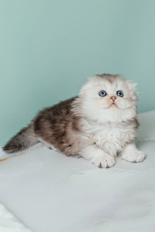 Fluffy Rosa the Scottish Fold Longhair Kitten with dreamy blue eyes