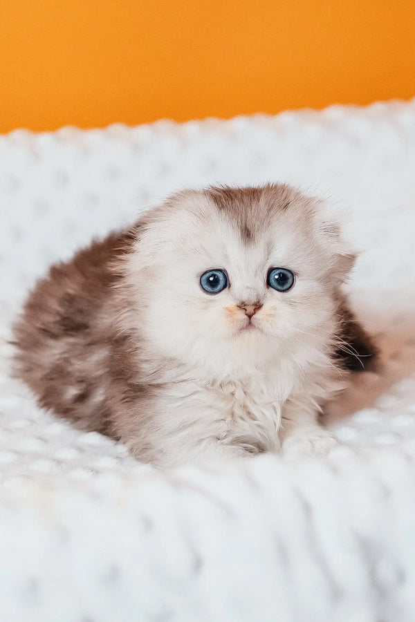 Fluffy Rosa the Scottish Fold Longhair kitten with stunning blue eyes