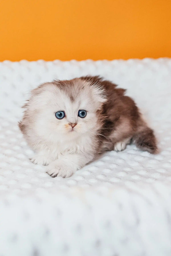 Fluffy Rosa, a Scottish Fold Longhair kitten with cute blue eyes, looking playful