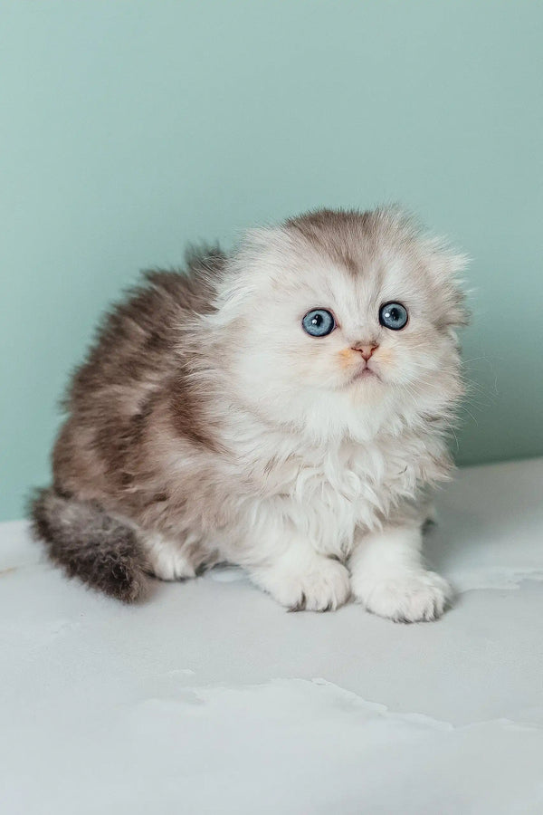Fluffy Scottish Fold Longhair kitten Rosa with cute blue eyes