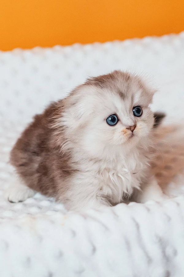 Fluffy Rosa, a Scottish Fold Longhair Kitten with adorable blue eyes
