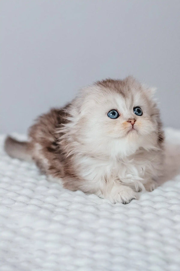 Fluffy Scottish Fold Longhair kitten Rosa with adorable blue eyes