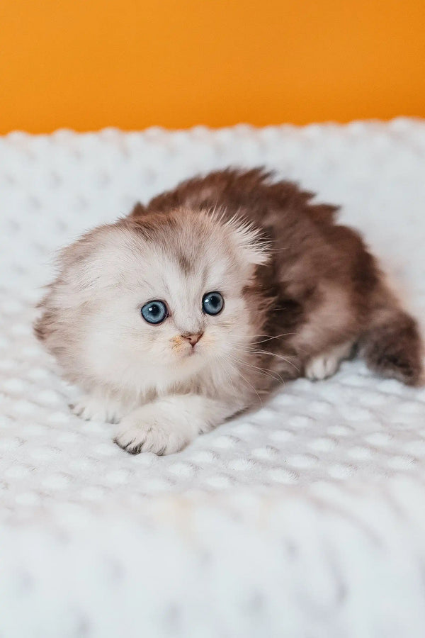 Adorable fluffy Scottish Fold longhair kitten Rosa with stunning blue eyes