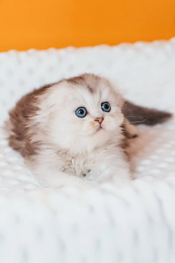 Adorable fluffy Scottish Fold Longhair Kitten named Rosa with stunning blue eyes