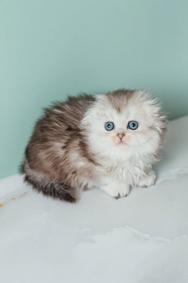 Fluffy Scottish Fold Longhair Kitten named Rosa with adorable blue eyes