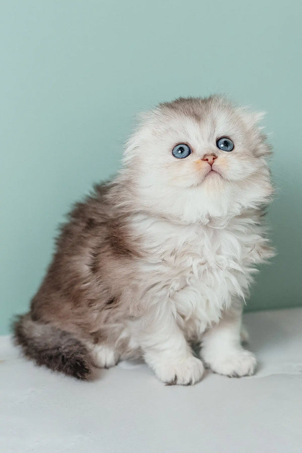Fluffy blue-eyed Scottish Fold Longhair Kitten named Rosa looking adorable and playful