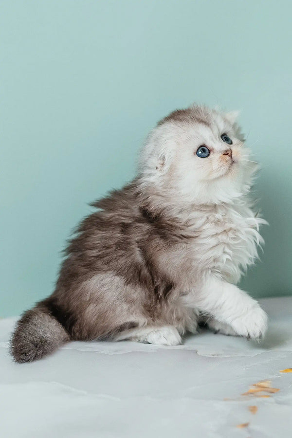 Fluffy silver Scottish Fold Longhair kitten named Rosa with stunning blue eyes